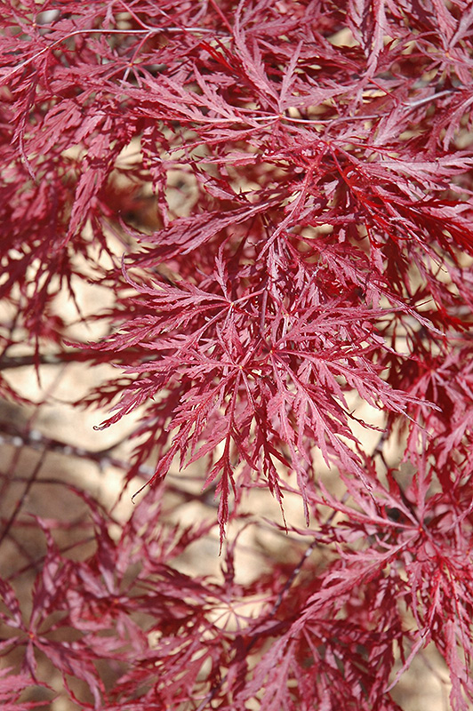 Red Dragon Japanese Maple (Acer palmatum 'Red Dragon') at Chalet Nursery