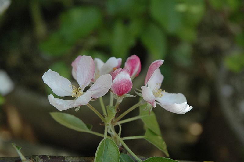 Braeburn Apple (Malus 'Braeburn') at Chalet Nursery