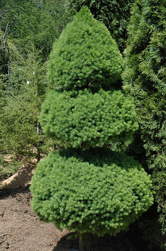 Dwarf Alberta Spruce (Picea glauca 'Conica (pom pom)') at Chalet Nursery