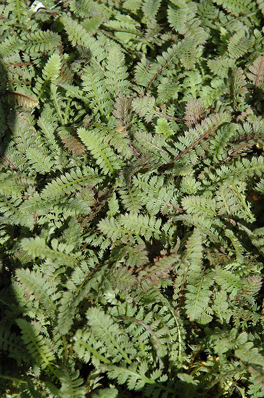 Brass Buttons (Leptinella squalida) at Chalet Nursery