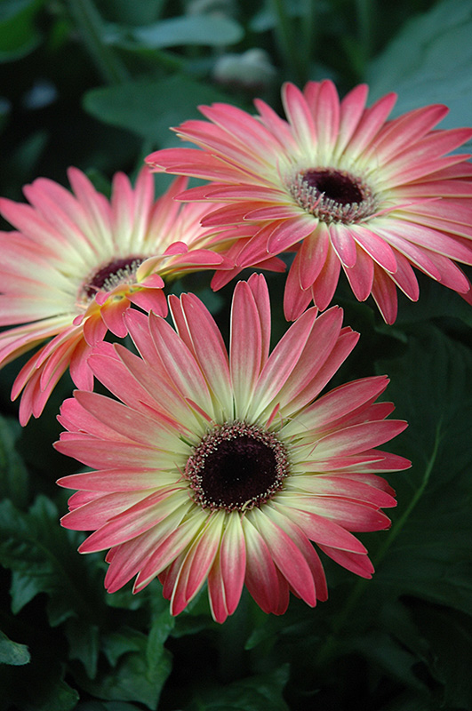Pink and Yellow Gerbera Daisy (Gerbera 'Pink and Yellow') at Chalet Nursery