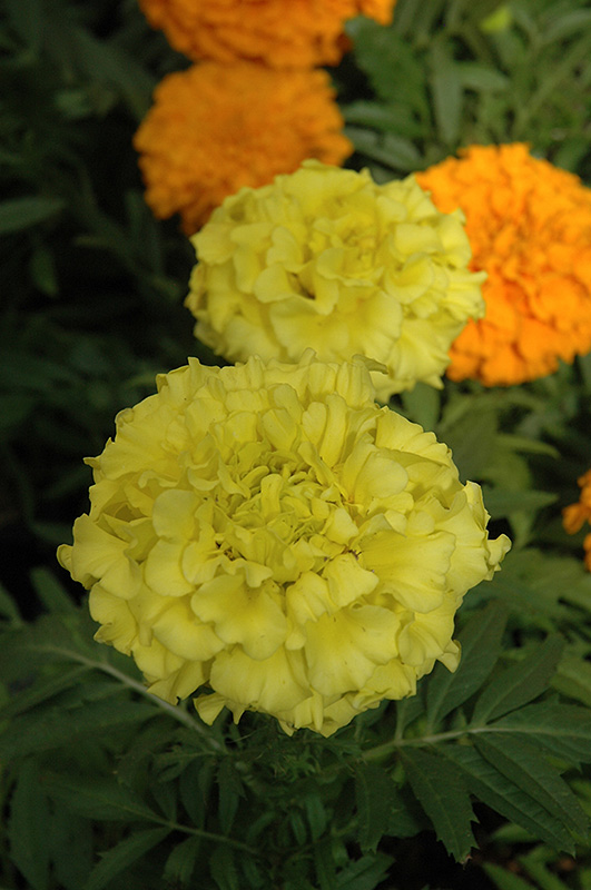 Taishan Yellow Marigold (Tagetes erecta 'Taishan Yellow') in Wilmette ...