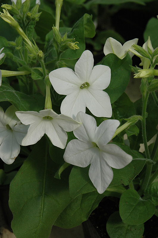 Saratoga White Flowering Tobacco (Nicotiana 'Saratoga White') at Chalet Nursery