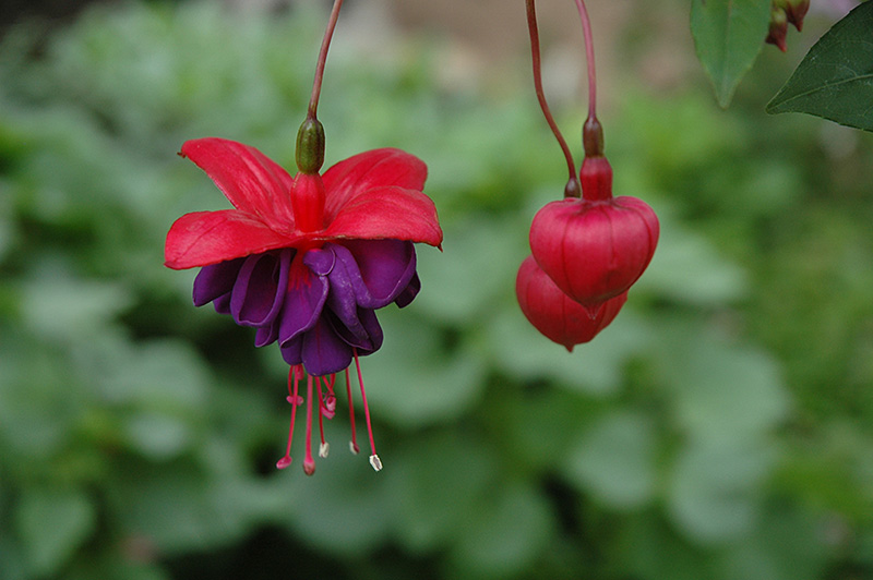 Dark Eyes Fuchsia (Fuchsia 'Dark Eyes') in Wilmette Chicago Evanston ...