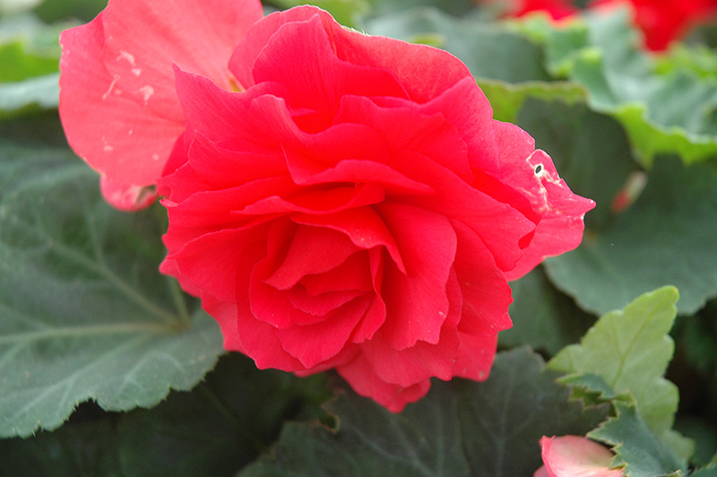 Nonstop Bright Red Begonia (Begonia 'Nonstop Bright Red') at Chalet Nursery