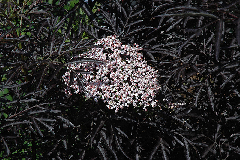 Black Lace Elder (Sambucus nigra 'Eva') at Chalet Nursery