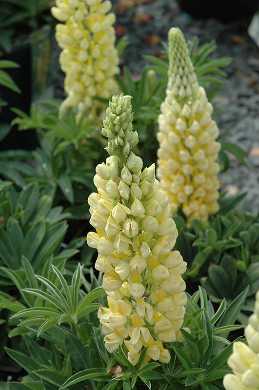Gallery Yellow Lupine (Lupinus 'Gallery Yellow') at Chalet Nursery