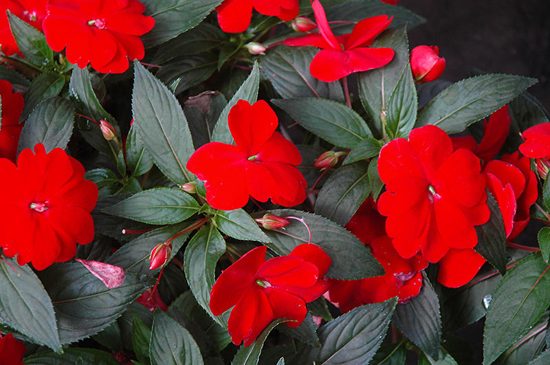 Super Sonic Red New Guinea Impatiens (Impatiens hawkeri 'Super Sonic Red') at Chalet Nursery