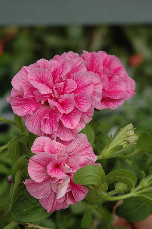 Double Wave Pink Petunia (Petunia 'Double Wave Pink') at Chalet Nursery