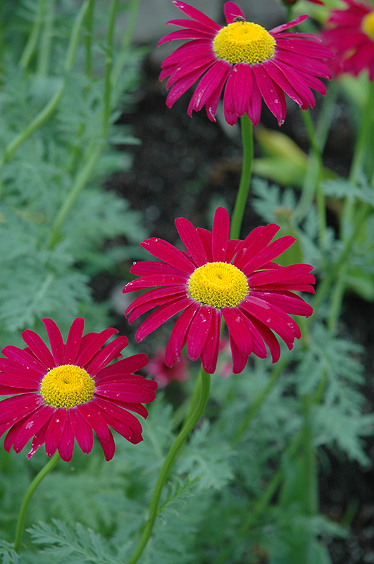 Robinson's Red Painted Daisy (Tanacetum coccineum 'Robinson's Red') at Chalet Nursery