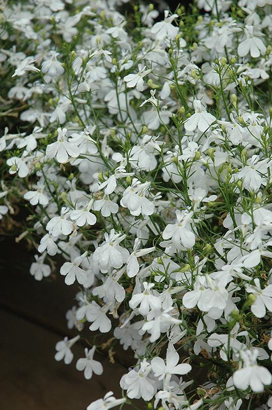 Techno White Lobelia (Lobelia erinus 'Techno White') at Chalet Nursery