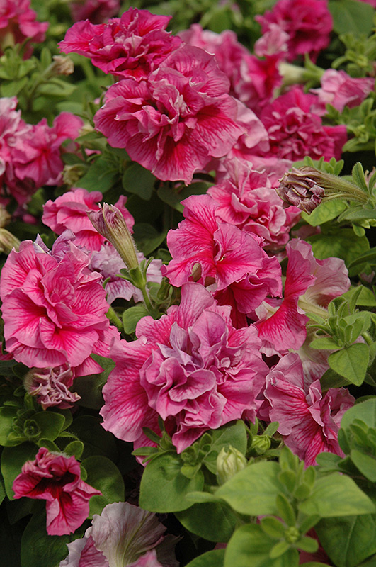Madness Sheer Double Petunia (Petunia 'Madness Sheer Double') at Chalet Nursery