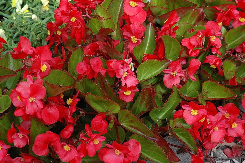 Big® Red Green Leaf Begonia (begonia 'big Red Green Leaf') In Wilmette 