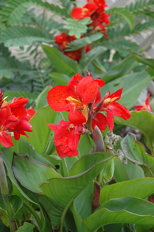 Tropical Red Canna (Canna 'Tropical Red') at Chalet Nursery