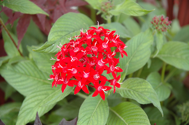 Graffiti® Red Lace Star Flower (Pentas lanceolata 'Graffiti Red Lace ...