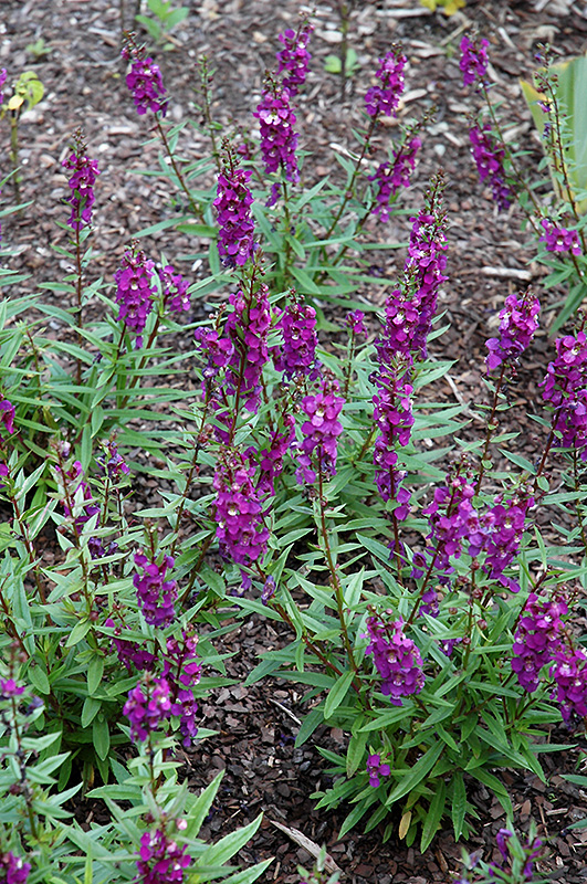 Serenita Purple Angelonia (Angelonia angustifolia 'Serenita Purple') in ...