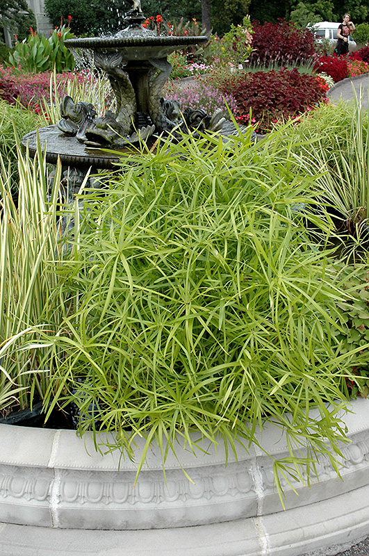 Umbrella Plant (Cyperus alternifolius) at Chalet Nursery