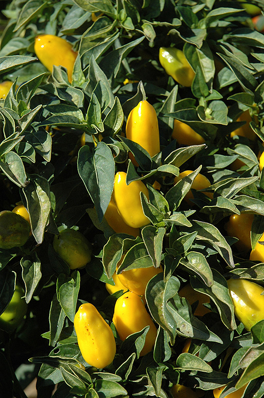 Salsa Yellow Ornamental Pepper (Capsicum annuum 'Salsa Yellow') at Chalet Nursery