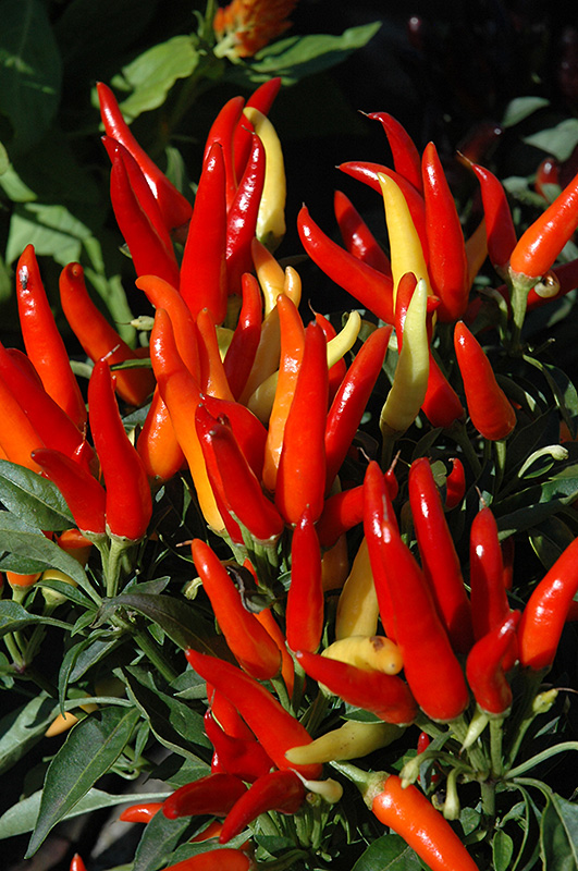 Chilly Chili Ornamental Pepper (Capsicum annuum 'Chilly Chili') at Chalet Nursery