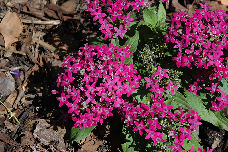 Graffiti® Violet Star Flower (Pentas lanceolata 'Graffiti