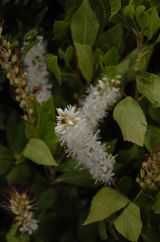 Sugartina Summersweet (Clethra alnifolia 'Crystalina') at Chalet Nursery