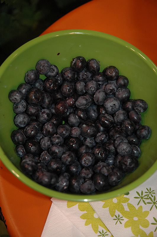 Peach Sorbet Blueberry (Vaccinium 'ZF06-043') at Chalet Nursery