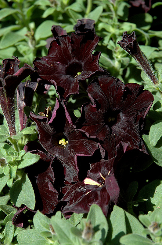 Black Velvet Petunia (Petunia 'Black Velvet') at Chalet Nursery