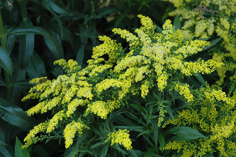 Crown Of Rays Goldenrod (Solidago 'Crown Of Rays') in Wilmette Chicago ...