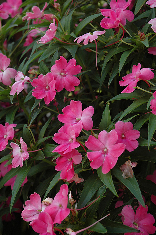 SunPatiens Vigorous Pink New Guinea Impatiens (Impatiens 'SunPatiens Vigorous Pink') at Chalet Nursery