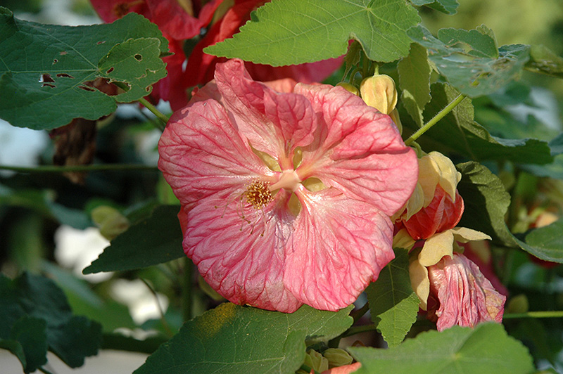 Bella Pink Flowering Maple (Abutilon 'Bella Pink') at Chalet Nursery