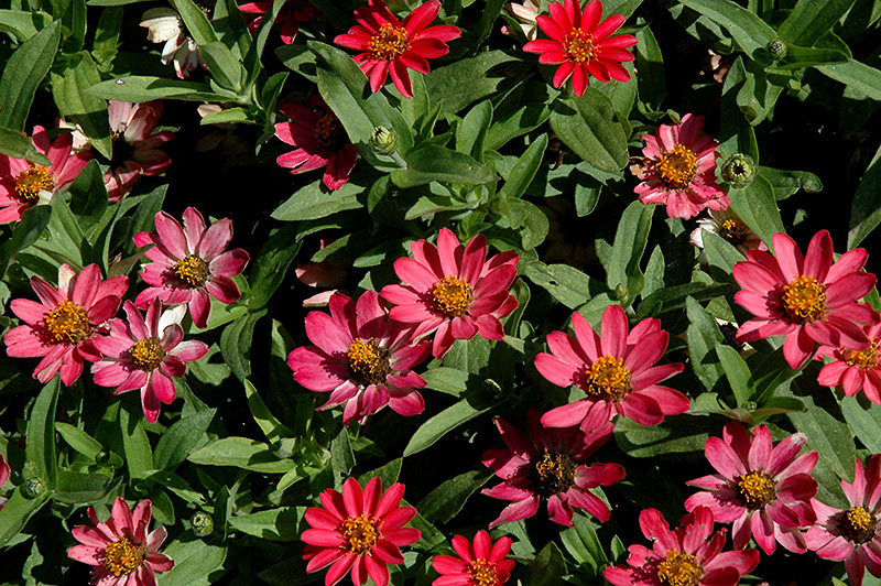 Profusion Coral Pink Zinnia (Zinnia 'Profusion Coral Pink') at Chalet Nursery