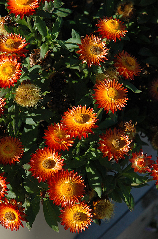 Mohave Fire Strawflower (Bracteantha bracteata 'Mohave Fire') at Chalet Nursery