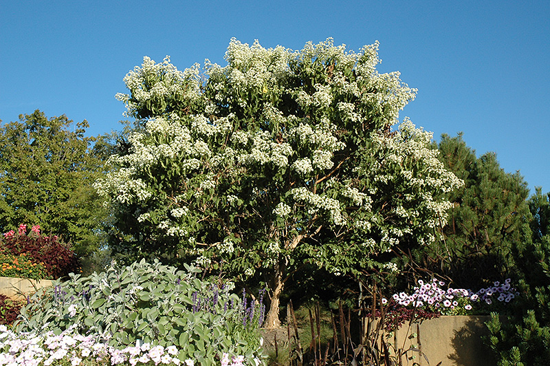 Seven Son Flower Heptacodium Miconioides In Wilmette Chicago Evanston