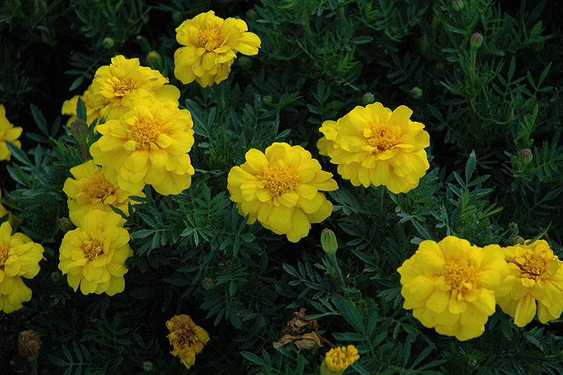 Durango Yellow Marigold (Tagetes patula 'Durango Yellow') at Chalet Nursery