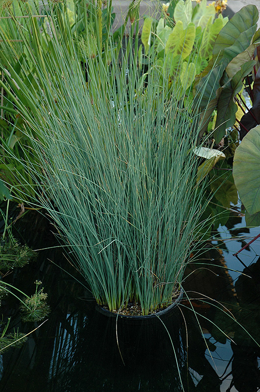 Blue Arrows Rush (Juncus inflexus 'Blue Arrows') in Wilmette Chicago