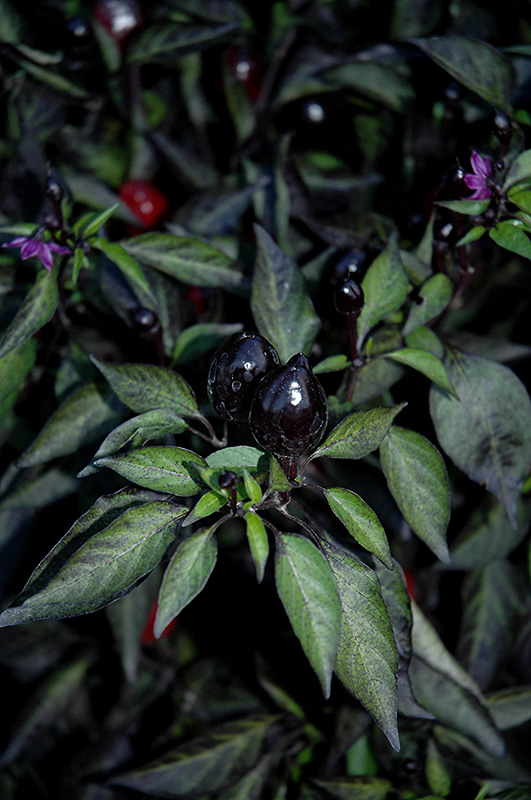 Black Olive Ornamental Pepper (Capsicum annuum 'Black Olive') at Chalet Nursery