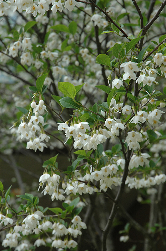 Japanese Snowbell (Styrax japonicus) at Chalet Nursery