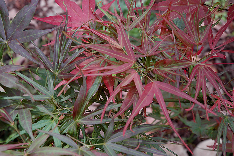 Villa Taranto Japanese Maple (Acer palmatum 'Villa Taranto') at Chalet Nursery