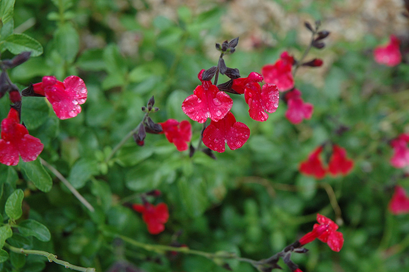 Navajo Red Autumn Sage (Salvia greggii 'Navajo Red') at Chalet Nursery