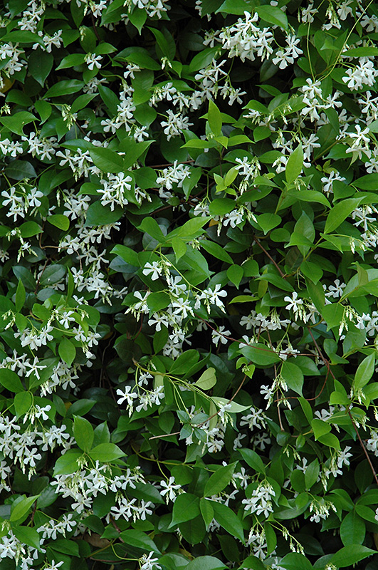 Confederate Star-Jasmine (Trachelospermum jasminoides) at Chalet Nursery