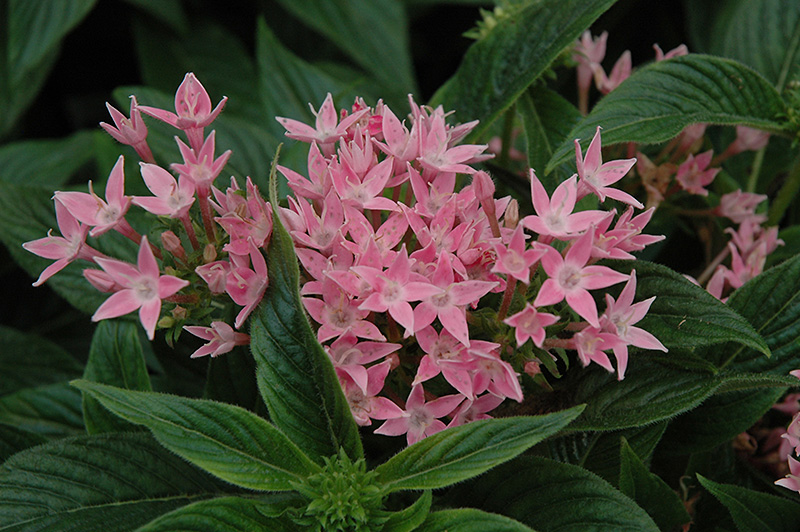 Graffiti® Pink Star Flower (Pentas lanceolata 'Graffiti Pink') in ...