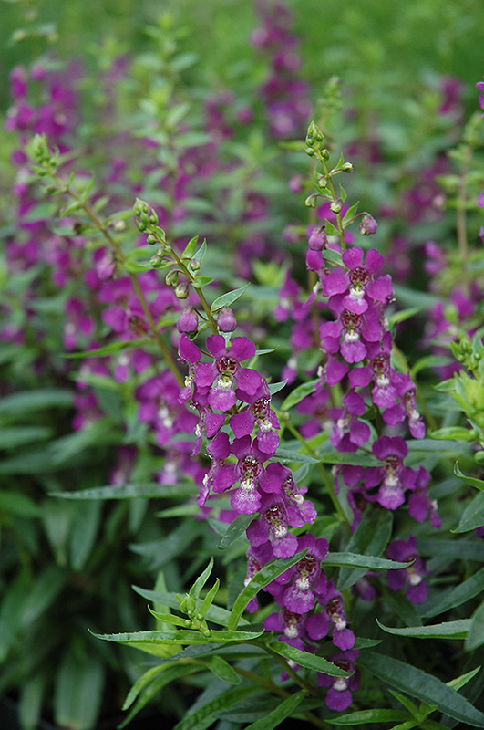 Serenita Purple Angelonia (Angelonia angustifolia 'PAS803822') at Chalet Nursery