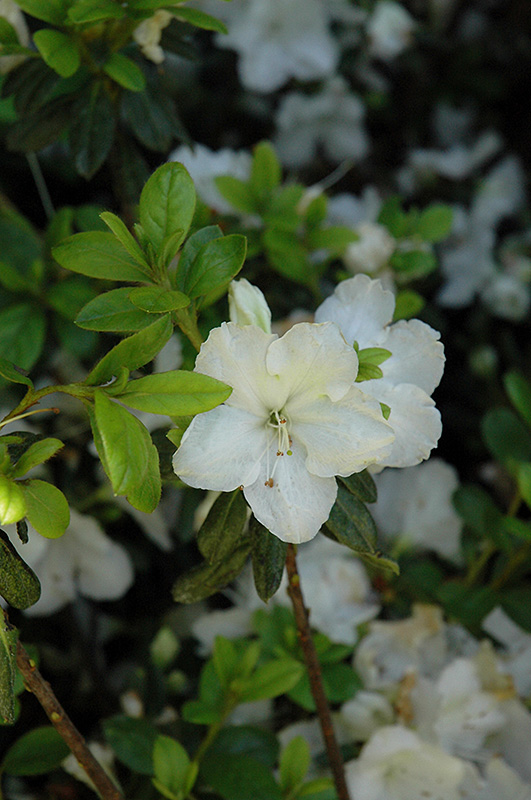 Pleasant White Azalea (Rhododendron 'Pleasant White') at Chalet Nursery