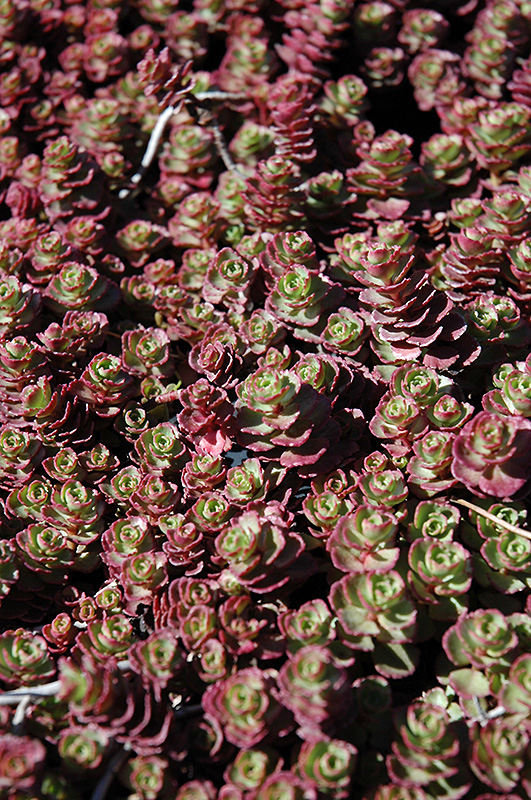 Red Carpet Stonecrop (Sedum spurium 'Red Carpet') at Chalet Nursery