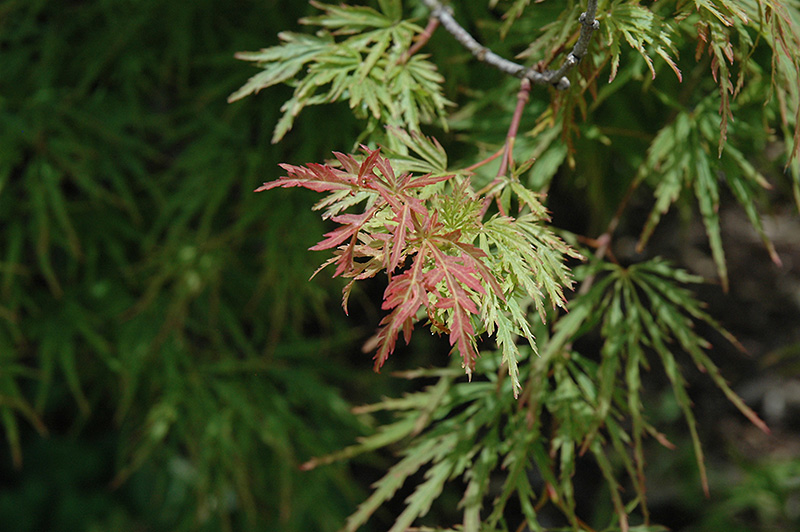 Pink Lace Japanese Maple (Acer palmatum 'Pink Lace') at Chalet Nursery