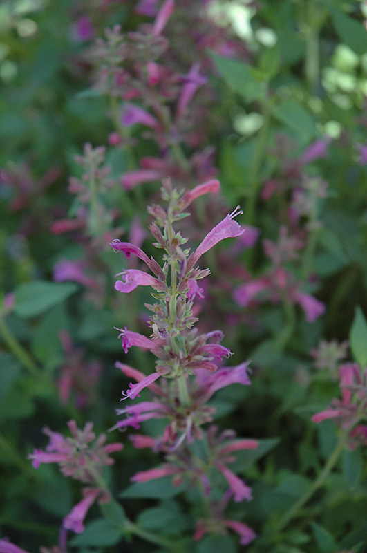 Acapulco Salmon and Pink Hyssop (Agastache mexicana 'Acapulco Salmon and Pink') at Chalet Nursery
