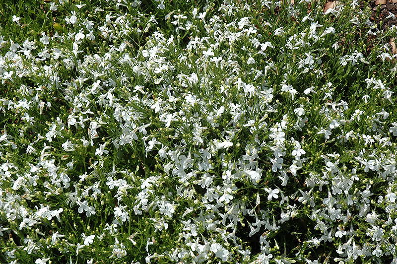 Techno White Lobelia (Lobelia erinus 'Techno White') at Chalet Nursery