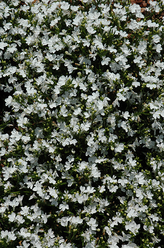 Magadi Compact White Lobelia (Lobelia erinus 'Magadi Compact White') at Chalet Nursery