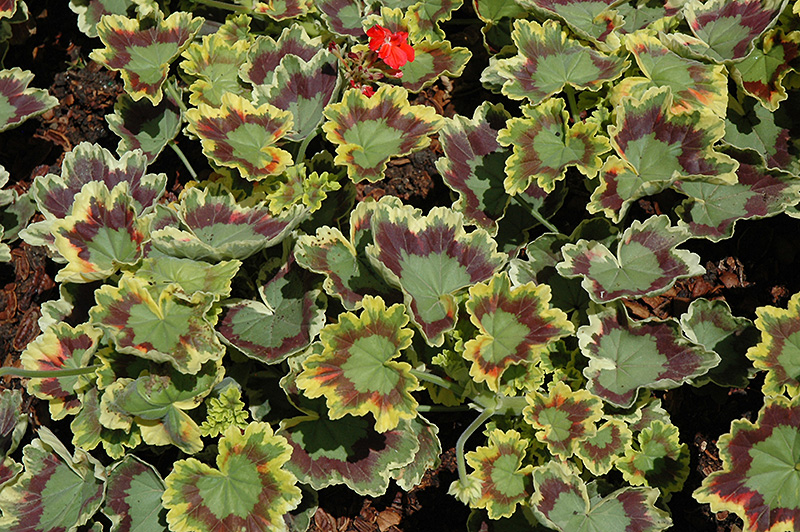 Tricolor Geranium (Pelargonium 'Tricolor') at Chalet Nursery