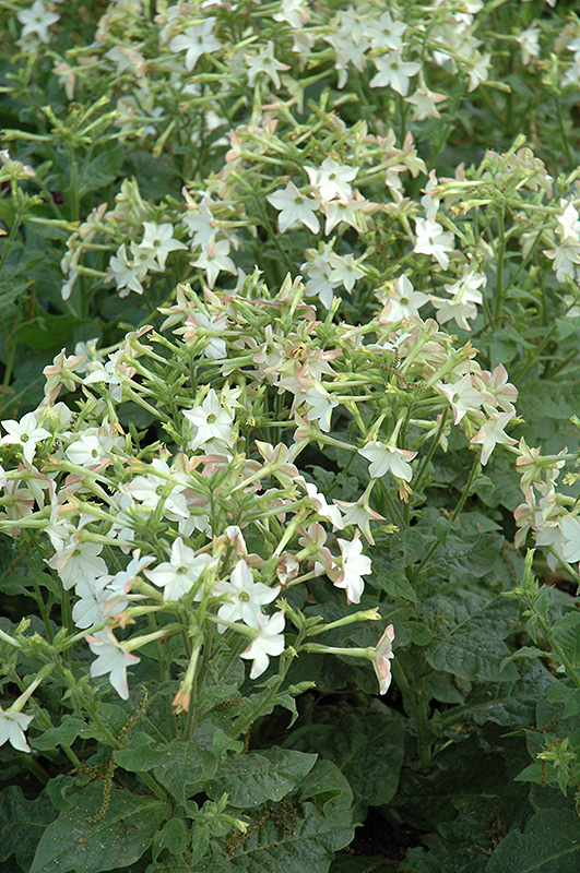 Perfume White Flowering Tobacco (Nicotiana 'Perfume White') at Chalet Nursery